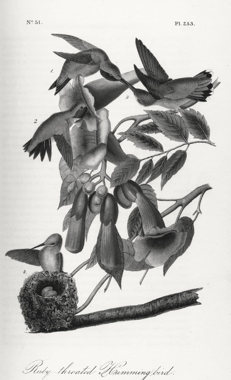 Engraved Audubon plate of four ruby-throated hummingbirds at a trumpet vine, with nest.